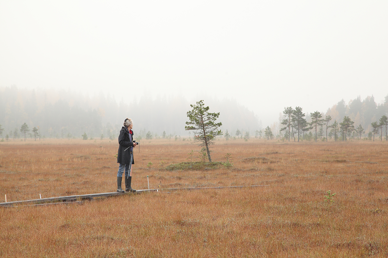 siikaneva_peatland photo agnes meyer-brandis 2020.jpg