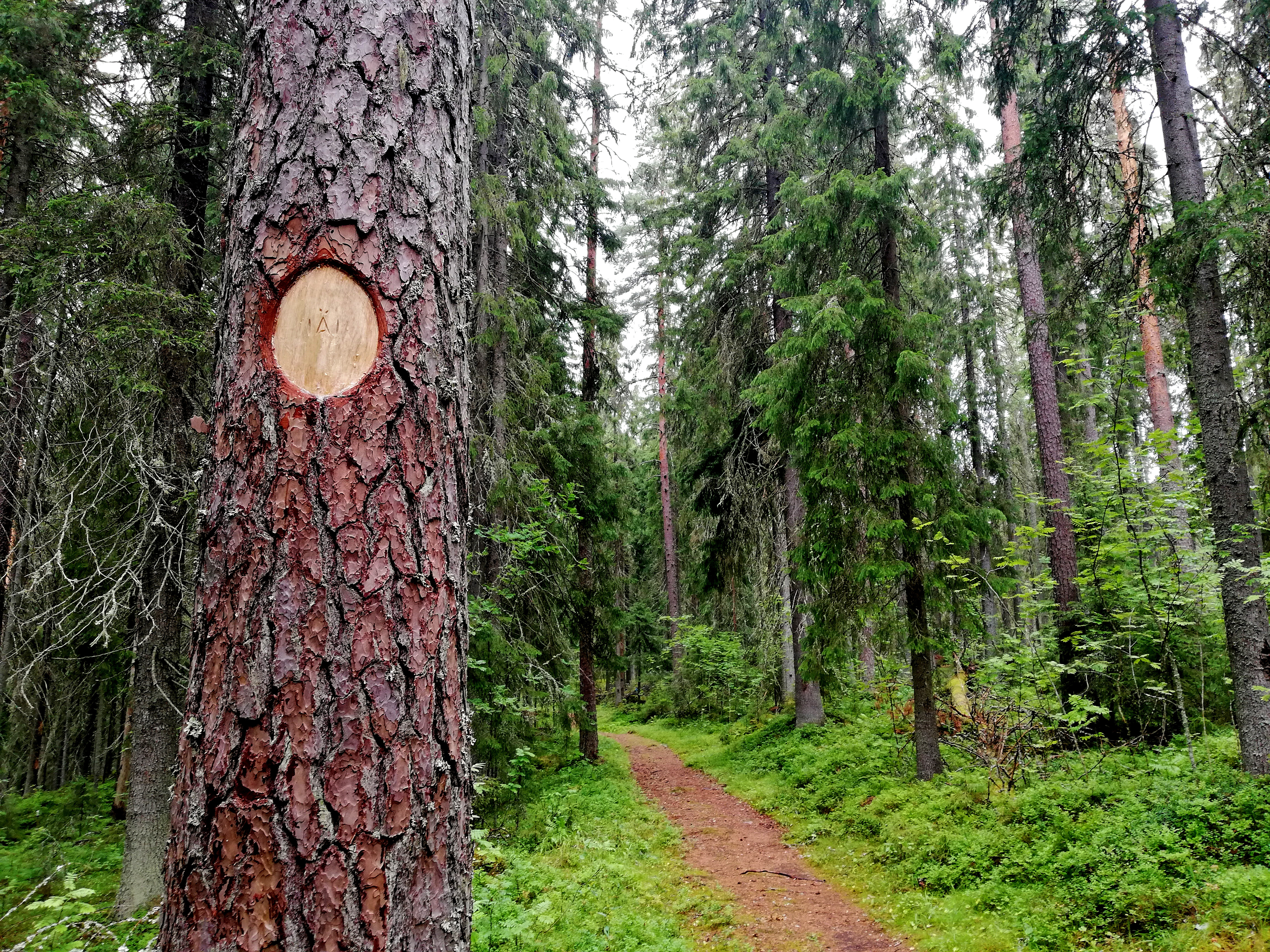 IC98_IÄI_path to the forest.jpg